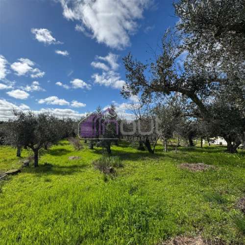 Terreno Rústico  Venda em Póvoa de Rio de Moinhos e Cafede,Castelo Branco