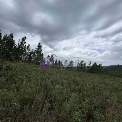 Terreno Rústico com 828m² em Marmelal – Natureza e Tranquilidade