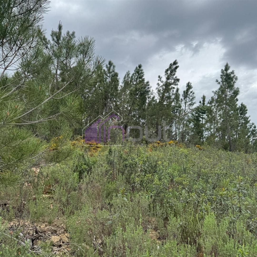 Terreno Rústico com 828m² em Marmelal – Natureza e Tranquilidade