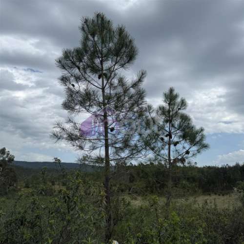 Terreno Rústico com 828m² em Marmelal – Natureza e Tranquilidade