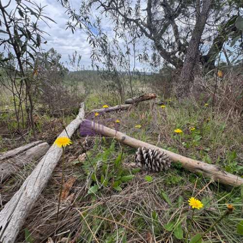 Terreno Rústico com 828m² em Marmelal – Natureza e Tranquilidade