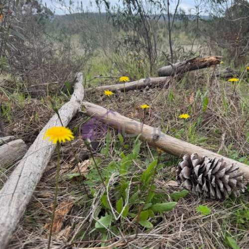 Terreno Rústico com 828m² em Marmelal – Natureza e Tranquilidade