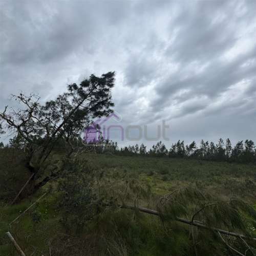 Terreno Rústico com 828m² em Marmelal – Natureza e Tranquilidade