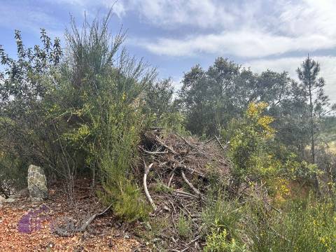 Terreno  Venda em Sarzedas,Castelo Branco