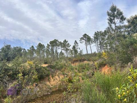 Terreno  Venda em Sarzedas,Castelo Branco