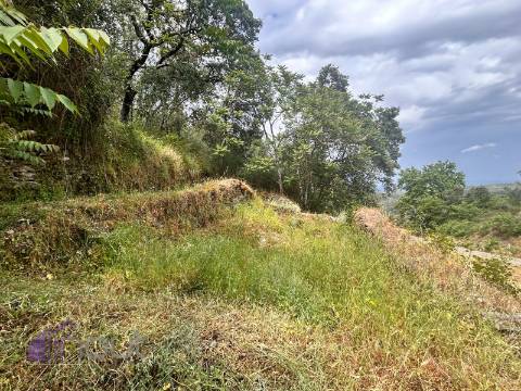 Quinta T1 Venda em Castelo Branco,Castelo Branco