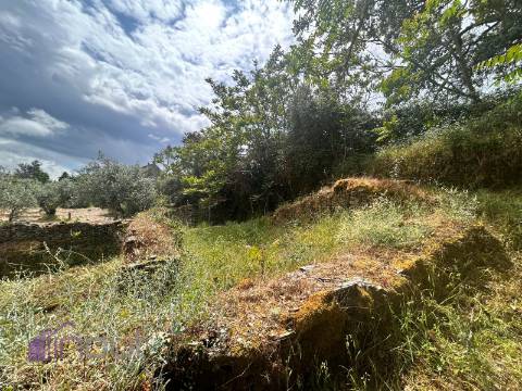Quinta T1 Venda em Castelo Branco,Castelo Branco