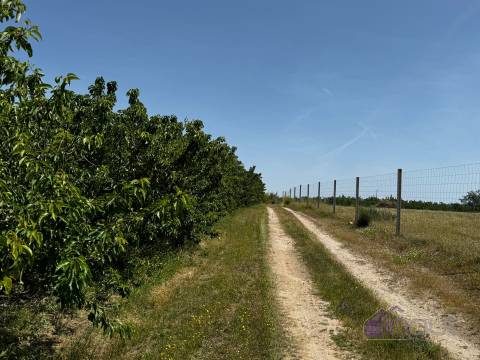 Quinta  Venda em Póvoa de Rio de Moinhos e Cafede,Castelo Branco