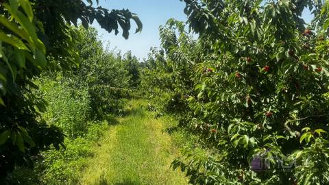 Quinta  Venda em Póvoa de Rio de Moinhos e Cafede,Castelo Branco