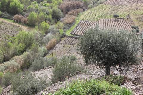 Quinta T4 Venda em Ervedosa do Douro,São João da Pesqueira