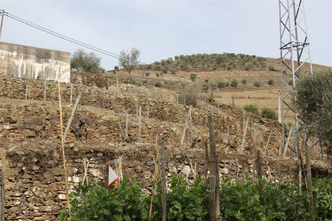 Quinta T4 Venda em Ervedosa do Douro,São João da Pesqueira