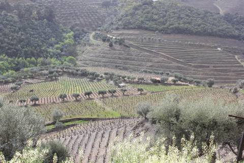 Quinta T4 Venda em Ervedosa do Douro,São João da Pesqueira