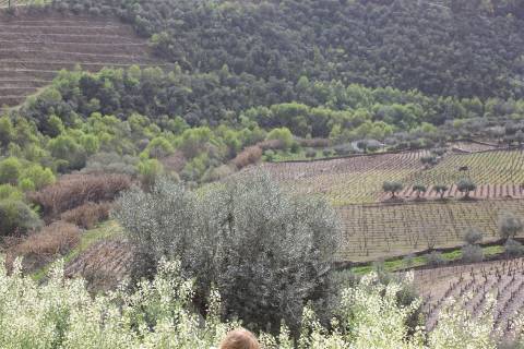 Quinta T4 Venda em Ervedosa do Douro,São João da Pesqueira