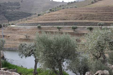 Quinta T4 Venda em Ervedosa do Douro,São João da Pesqueira