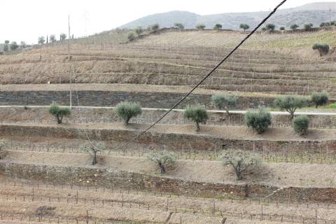 Quinta T4 Venda em Ervedosa do Douro,São João da Pesqueira