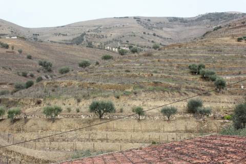 Quinta T4 Venda em Ervedosa do Douro,São João da Pesqueira