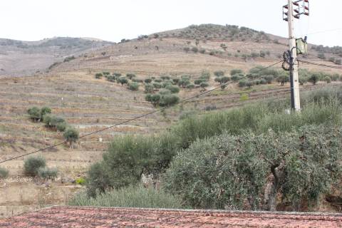 Quinta T4 Venda em Ervedosa do Douro,São João da Pesqueira