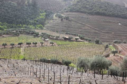 Quinta T4 Venda em Ervedosa do Douro,São João da Pesqueira