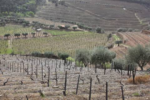 Quinta T4 Venda em Ervedosa do Douro,São João da Pesqueira