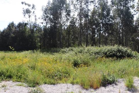 Lote de Terreno  Venda em Lustosa e Barrosas (Santo Estêvão),Lousada