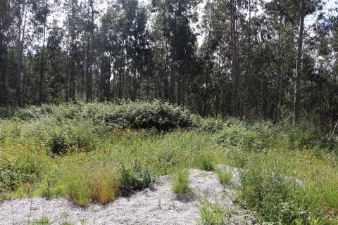 Lote de Terreno  Venda em Lustosa e Barrosas (Santo Estêvão),Lousada