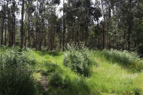 Lote de Terreno  Venda em Lustosa e Barrosas (Santo Estêvão),Lousada