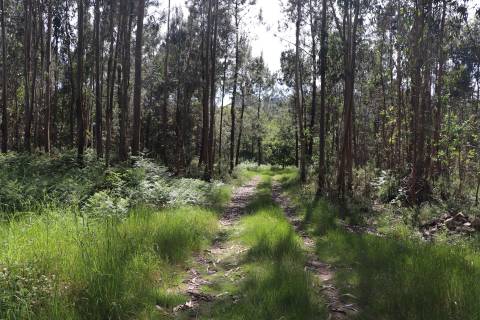 Lote de Terreno  Venda em Lustosa e Barrosas (Santo Estêvão),Lousada