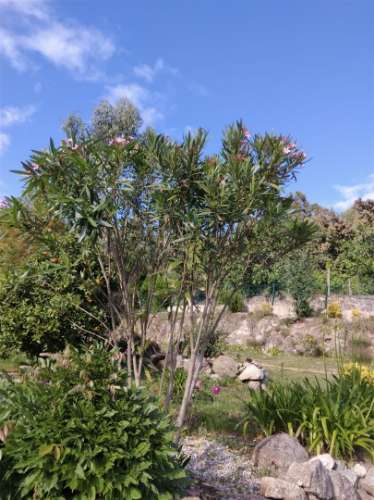 Herdade  Venda em Sousela,Lousada