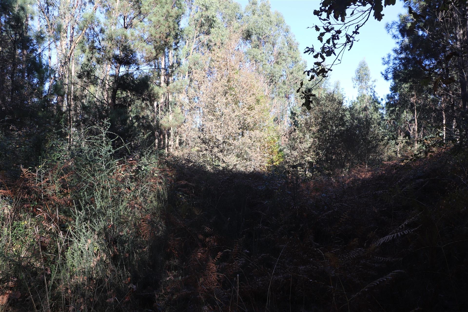 Lote de Terreno  Venda em Sousela,Lousada