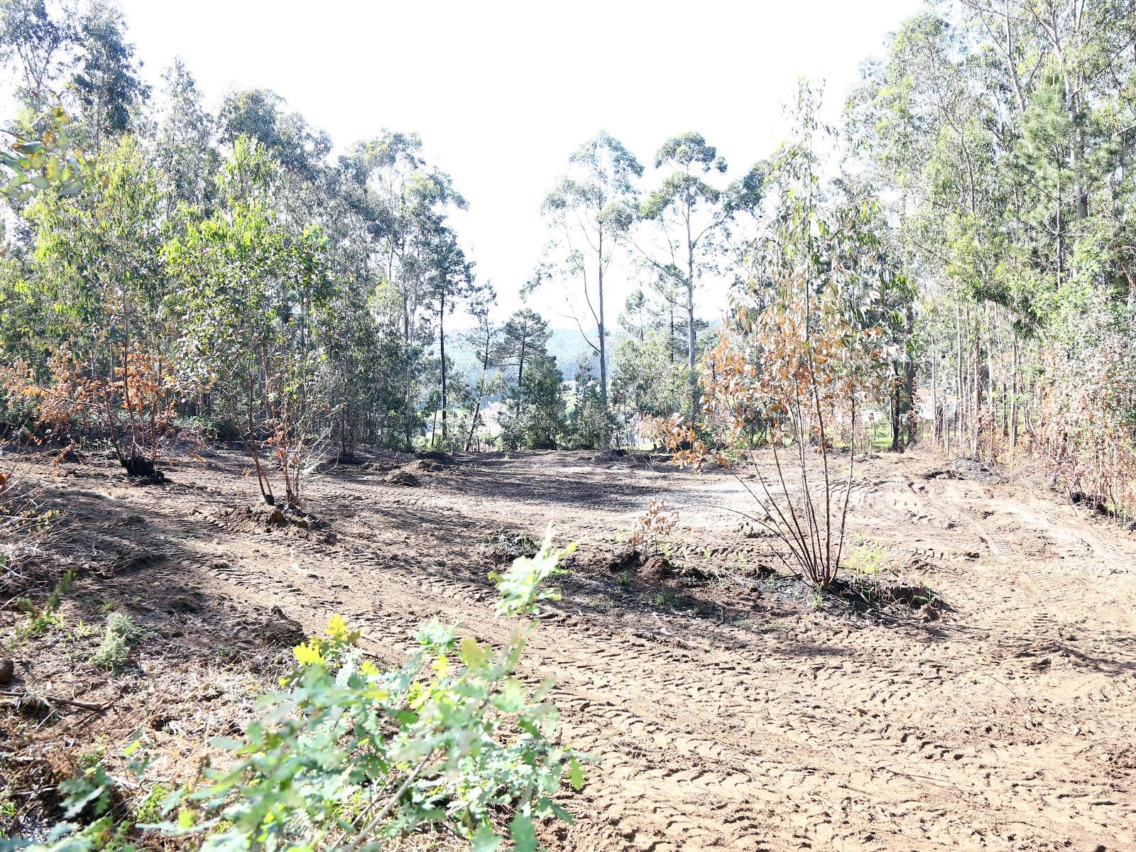 Terreno Para Construção  Venda em Lustosa e Barrosas (Santo Estêvão),Lousada
