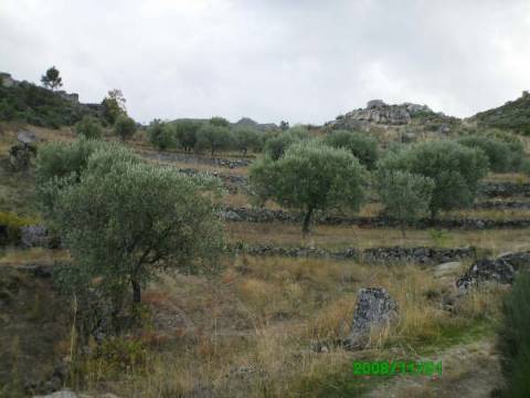 Terreno  Venda em Pereiros,Carrazeda de Ansiães