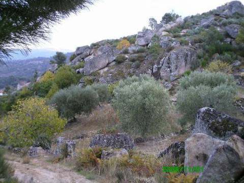 Terreno  Venda em Pereiros,Carrazeda de Ansiães