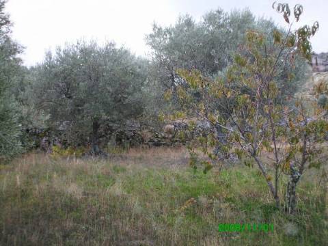 Terreno  Venda em Pereiros,Carrazeda de Ansiães