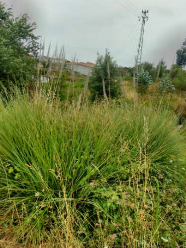 Terreno com cerca de 5.000 m2