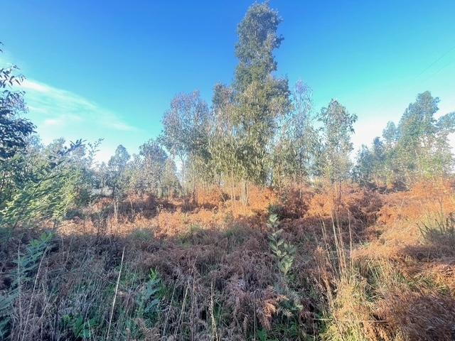 Terreno  Venda em Canelas,Vila Nova de Gaia