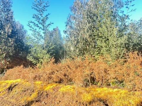 Terreno  Venda em Canelas,Vila Nova de Gaia