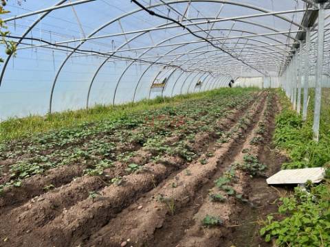 Terreno Rústico  Venda em Aguçadoura e Navais,Póvoa de Varzim