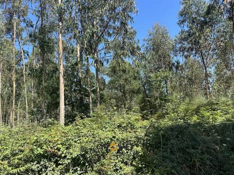 Terreno com 6100m2 em Gião, Vila do Conde NOVA Imobiliária