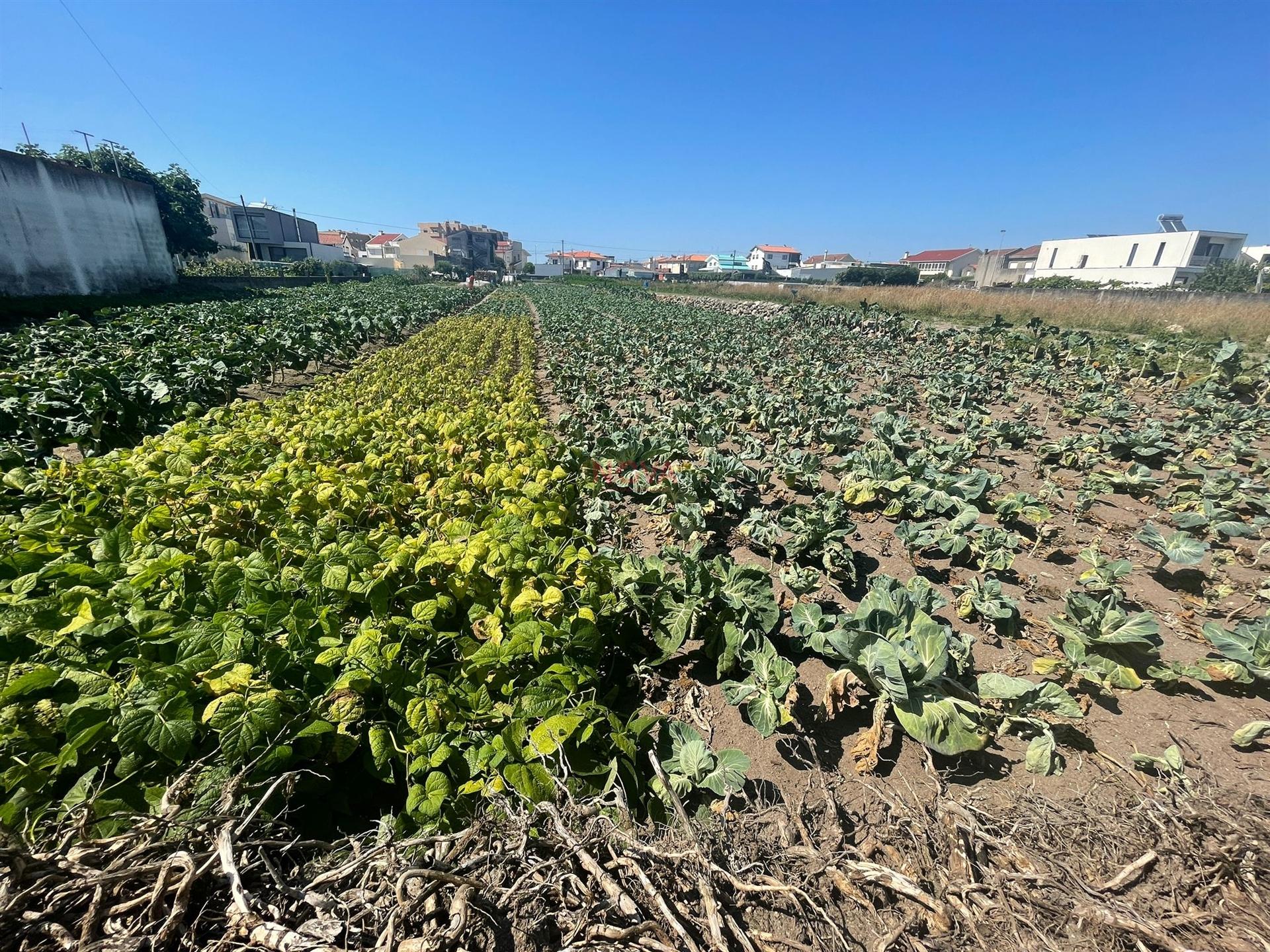 Terreno urbano com 1476m2 localizado em Aver o Mar, Póvoa de Varzim  NOVA Imobiliária