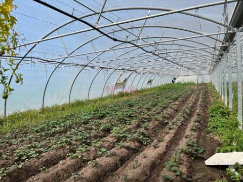 Terreno Rústico  Venda em Aguçadoura e Navais,Póvoa de Varzim