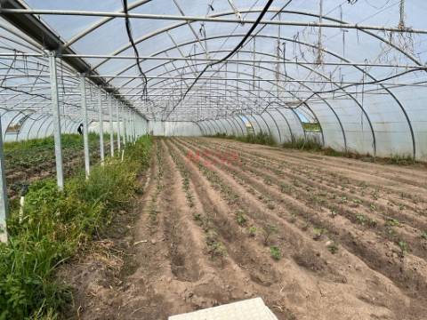 Terreno Rústico  Venda em Aguçadoura e Navais,Póvoa de Varzim