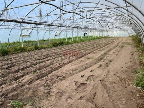 Terreno Rústico  Venda em Aguçadoura e Navais,Póvoa de Varzim