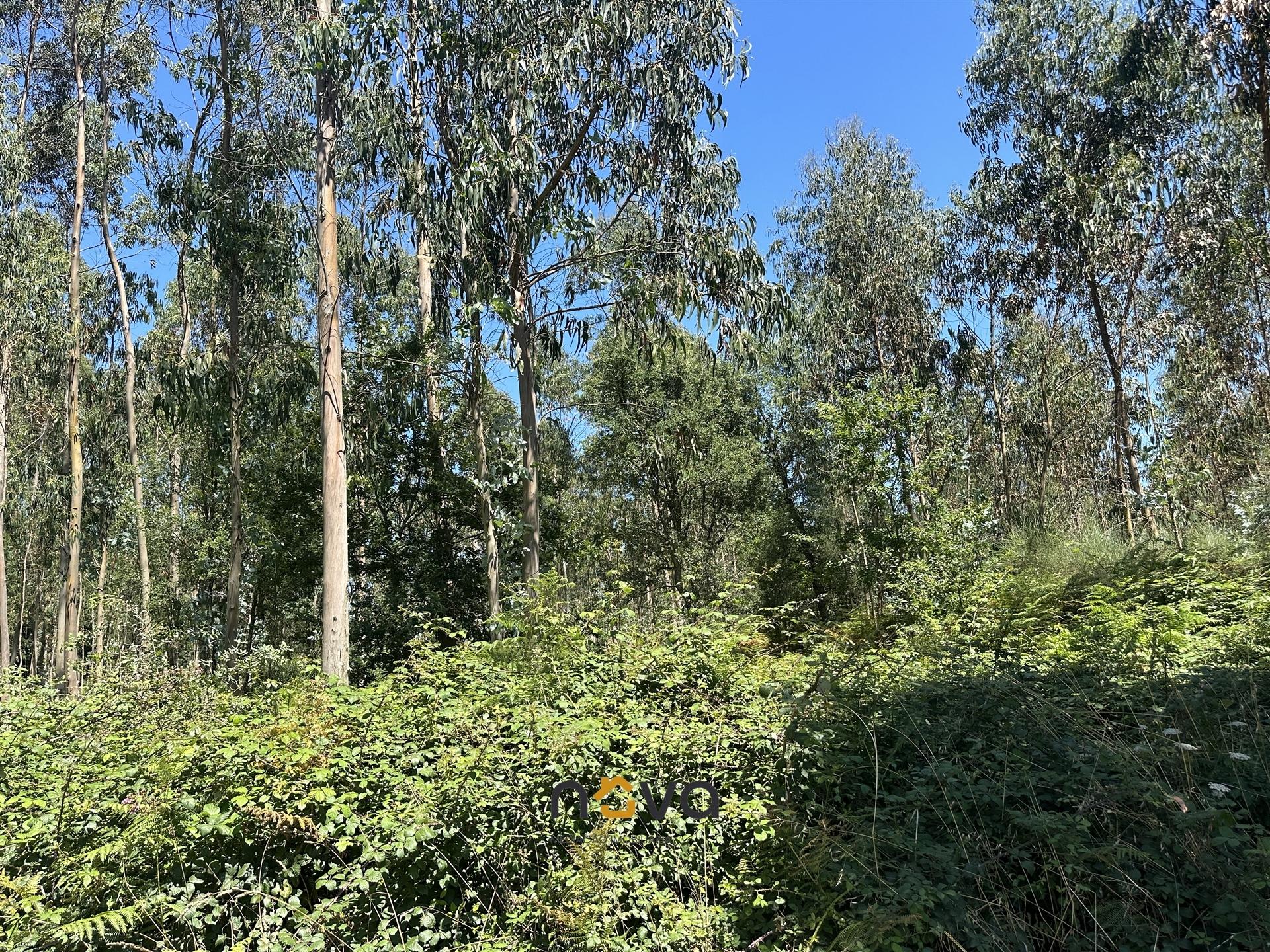 Terreno com 6100m2 em Gião, Vila do Conde NOVA Imobiliária