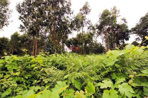 Terreno Para Construção  Venda em Aveleda,Vila do Conde