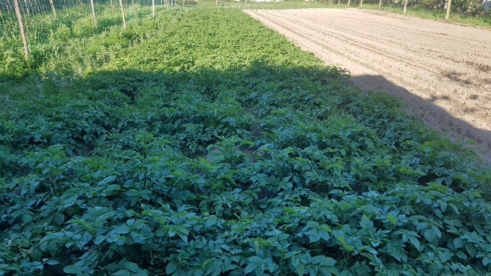 Terreno  Venda em Águas Santas,Maia
