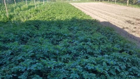 Terreno  Venda em Águas Santas,Maia