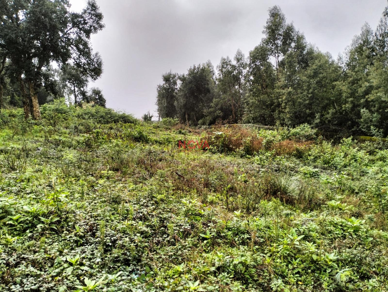 Terreno Rústico  Venda em Grijó e Sermonde,Vila Nova de Gaia