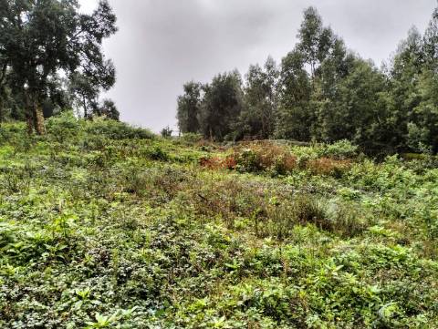 Terreno Rústico  Venda em Grijó e Sermonde,Vila Nova de Gaia