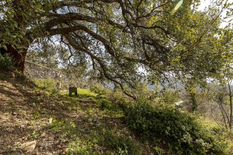 Terreno com Ruína, Monchique, Algarve