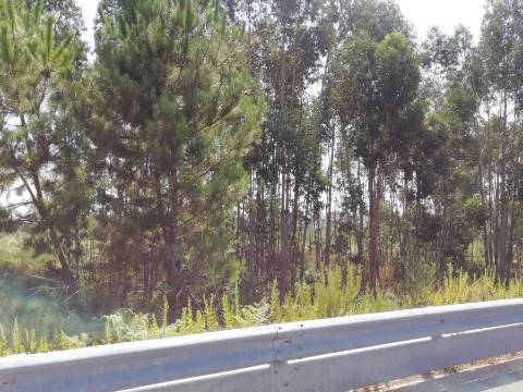 Terreno com 7801 m2 em Sandim